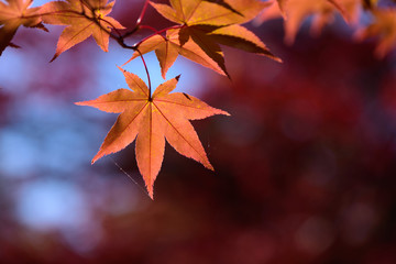 Fototapeta na wymiar Red autumn maple leaves on tree