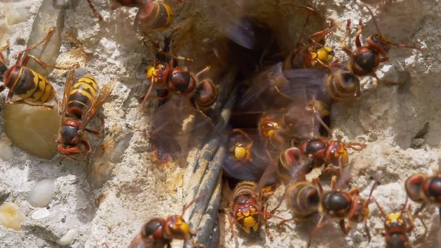 European hornet (Vespa crabro) at nest entrance