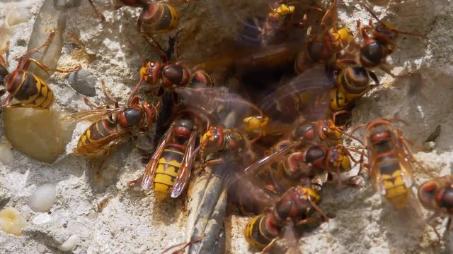 European hornet (Vespa crabro) at nest entrance