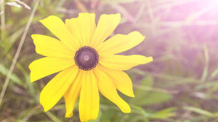  Beautiful and colorful flower in the field