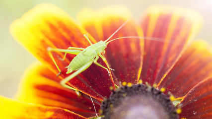 Little grasshopper on colorful flower in field
