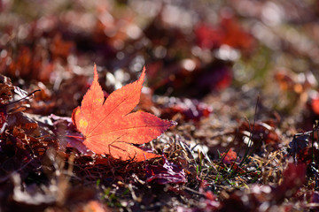 Autumn background, red maple leaves on branch