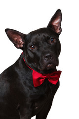 Portrait of a black dog american staffirdshire terrier on white background