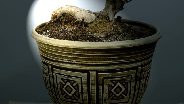 House flower a ficus with the bound trunk in a ceramic pot in the spotlight