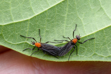 Close up insect mating on green leaf
