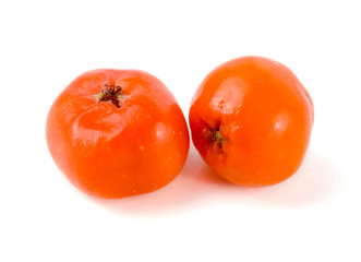 Orange rowan isolated on white background macro