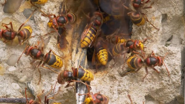 European hornet (Vespa crabro) at nest entrance