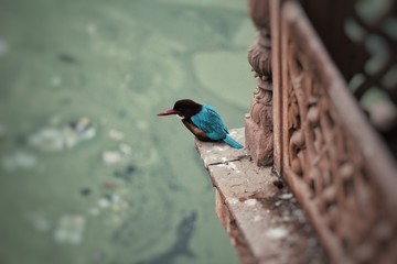 Robin Bird looking at the pond in a quiet cloudy evening