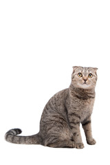 Gray cat with strips of Scottish fold