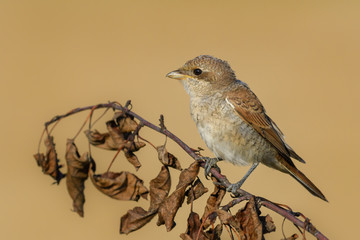 In the morning sunshine is the summer season//Red-backed Shrike