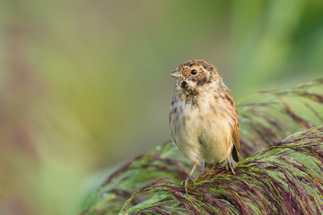 Earlier in the morning in the summer/Reed Bunting