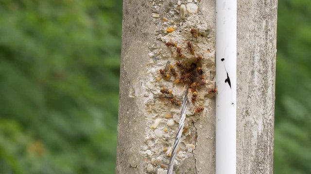European hornet (Vespa crabro) at nest entrance