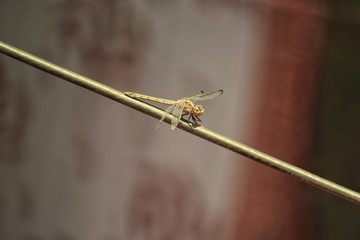 Close up of dragon fly sitting on a wire