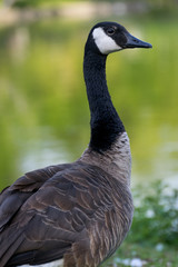 Canadian goose at the lake
