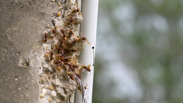 European hornet (Vespa crabro) at nest entrance