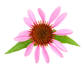 Coneflower or Echinacea purpurea with leaf isolated on white background