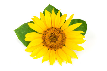 Obraz premium sunflower with leaves isolated on white background close-up