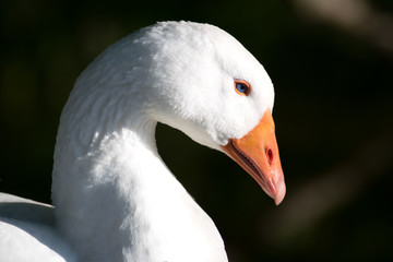 White goose close up