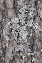 Bark of tree. 