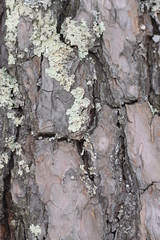 Bark of tree. 