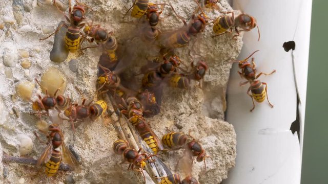 European hornet (Vespa crabro) at nest entrance