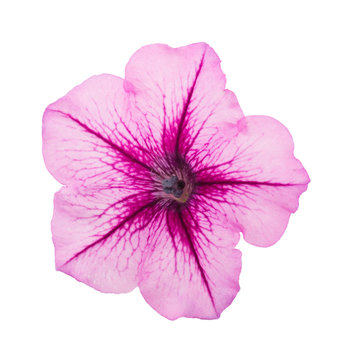 pink flower of petunia isolated on white background