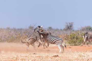 Obraz na płótnie Canvas Three Burchells Zebra stallions fighting