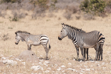 Fototapeta na wymiar Hartmann Mountain Zebra mare, Equus zebra hartmannae, with two foals
