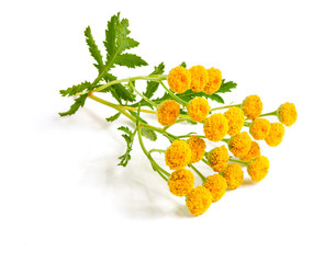 tansy with leaf isolated on a white background. Medical herb
