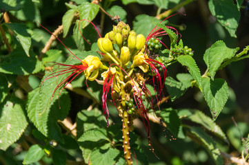 gelbe Blüte auf La Gomera