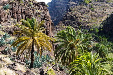 Fototapeta na wymiar La Gomera Valle Gran Rey Felsgruppe mit Palmen