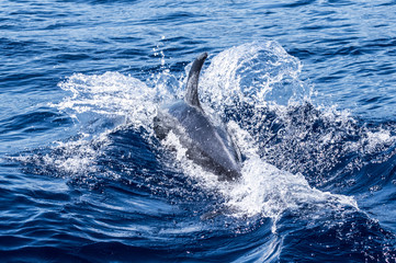 La Gomera Delphin