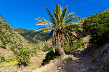 Fototapeta premium La Gomera Vallehermoso Barranco de la Era Nueva