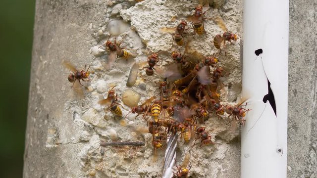 European hornet (Vespa crabro) at nest entrance