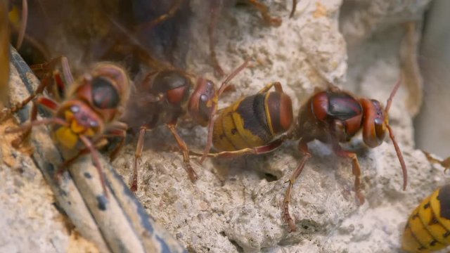European hornet at nest entrance