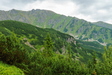 Fototapeta na wymiar Mountain tops, overgrown with forest