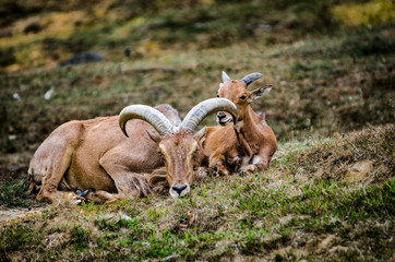 Capra con cucciolo animale da pascolo 