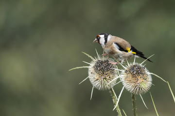 Beautiful Goldfinch bird Carduelis Carduelis on teasels in woodland landscape setting