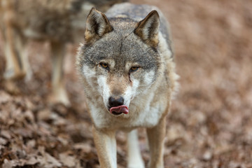 Fototapeta premium lupo