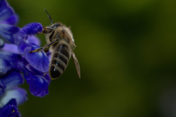 Honey bee on blue flower
