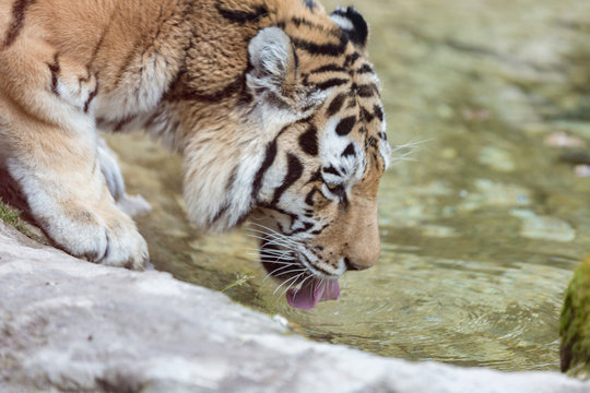 tigra