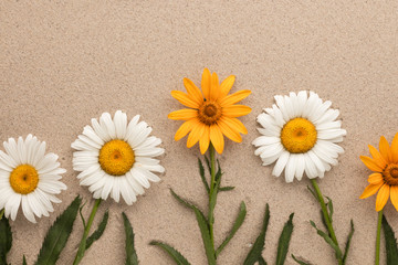Fototapeta na wymiar Conceptual image of yellow and white daisies growing from sand.