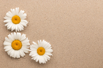 Fototapeta na wymiar Three white daisies lying on the sand with space for your text.