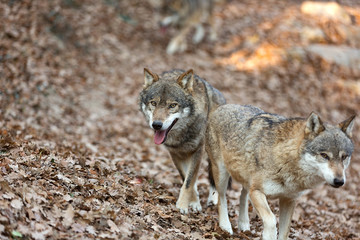 Fototapeta premium lupo