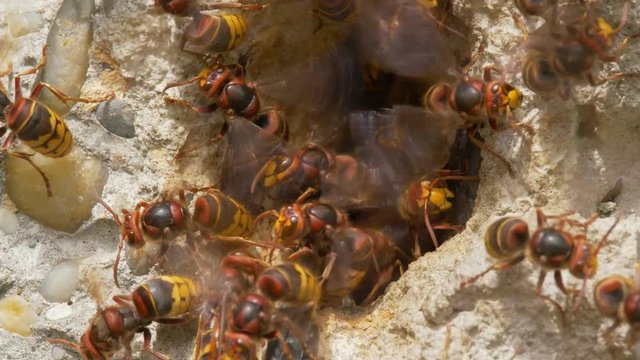 European hornet (Vespa crabro) at nest entrance