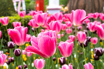 tulipani