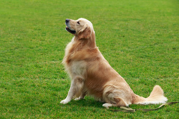 dog breed Golden retriever