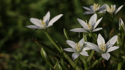 fiore