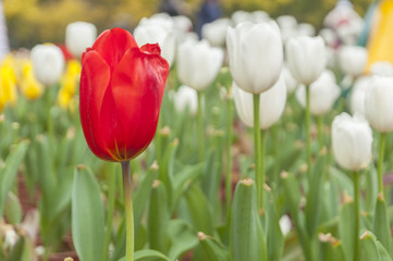 Tulips flower closeup 