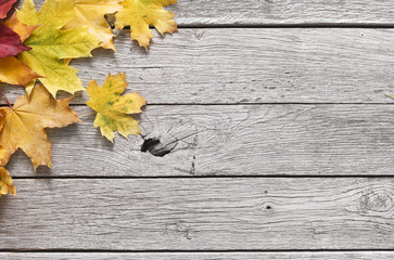 Naklejka na ściany i meble Autumn season background, yellow oak leaves